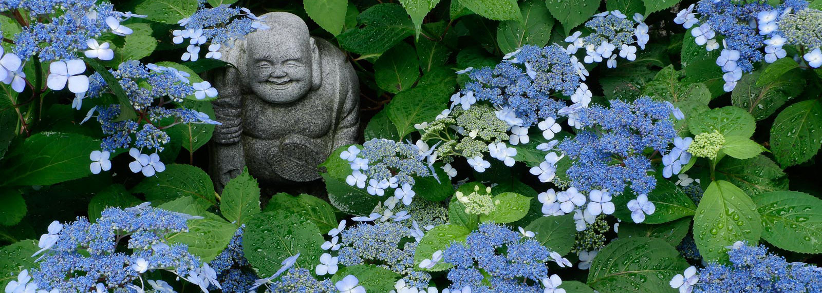 甘茶と布袋尊